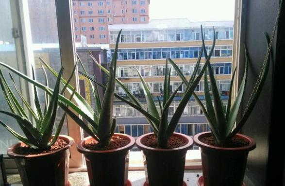 芦荟徒长了叶片太长能剪掉吗,芦荟徒长怎么办