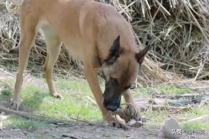 花不弃18集剧情,花不弃17集剧情