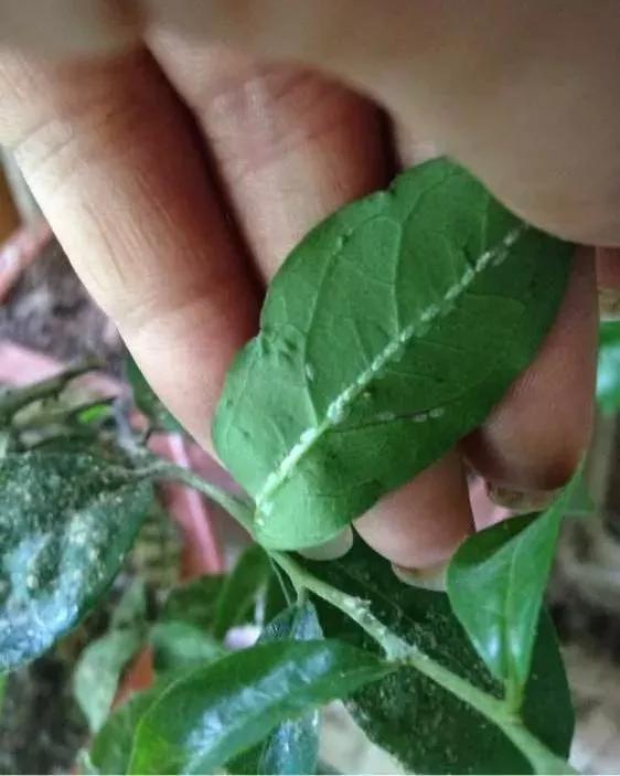花儿生蜜虫怎么办,花儿生了腻虫怎么办
