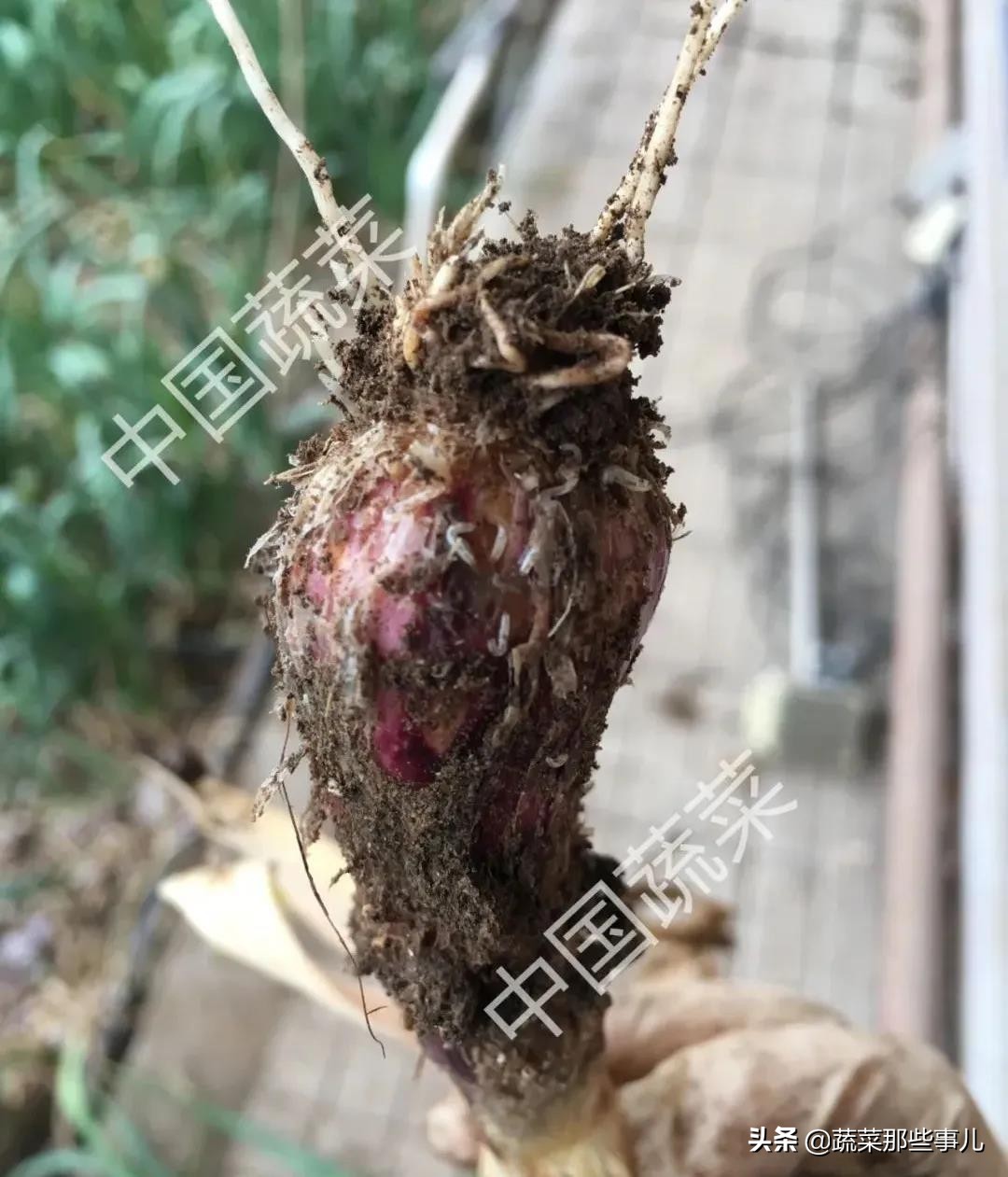 大蒜根蛆治疗方法,蒜蛆治不住大蒜还会长吗