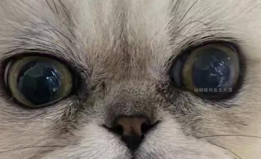 猫咪眼睛化脓怎么回事,猫咪角膜穿孔没钱做手术咋办