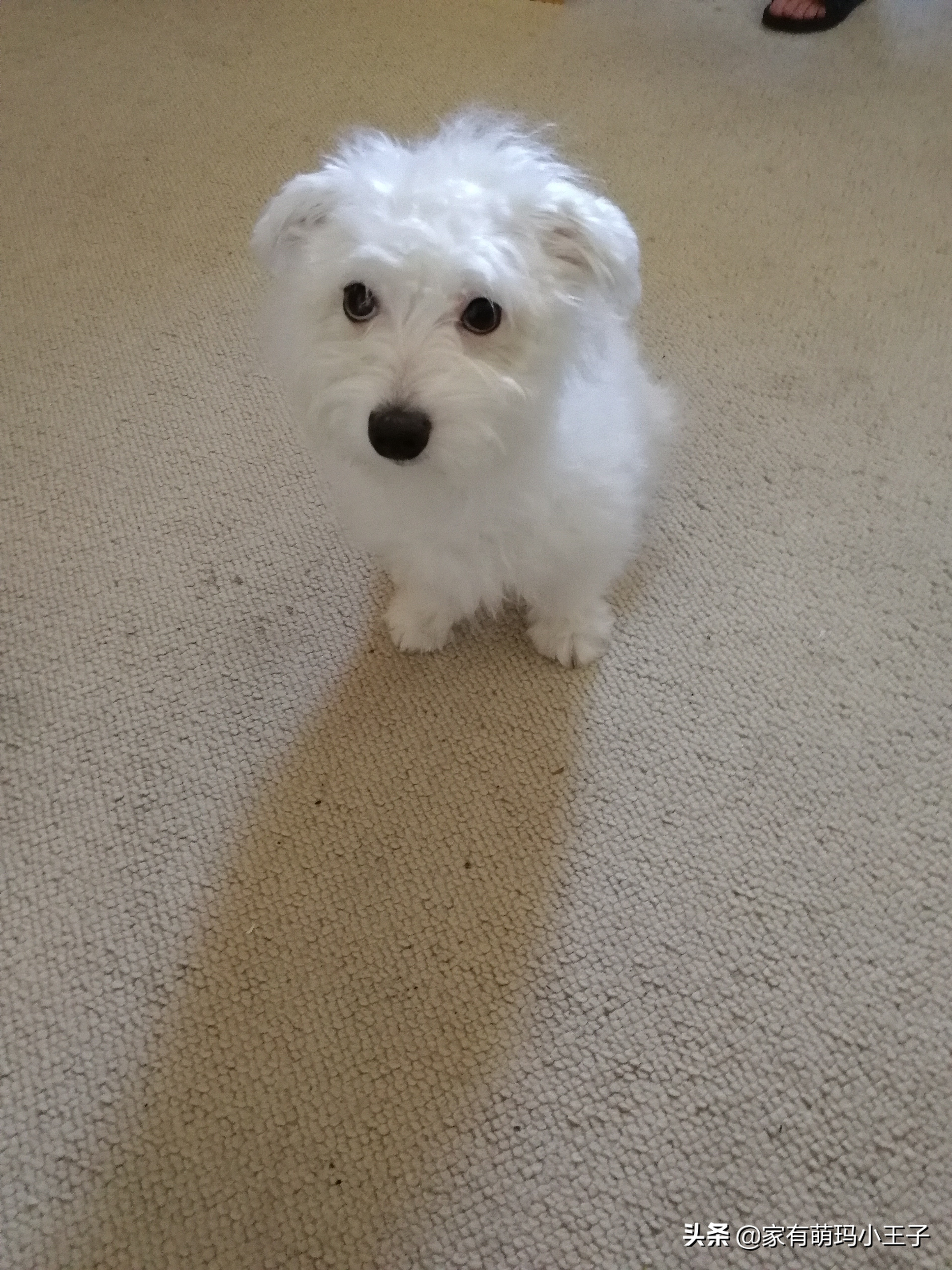 自己动手给狗狗剪毛的正确方法,自己为狗剪毛