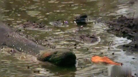 蟒蛇不吃不喝直直躺在主人身边,蟒蛇不吃不喝只记得躺在主人旁边