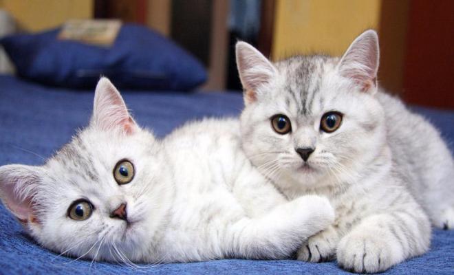 猫狗不能吃的条例,猫狗不能吃盐的骗局