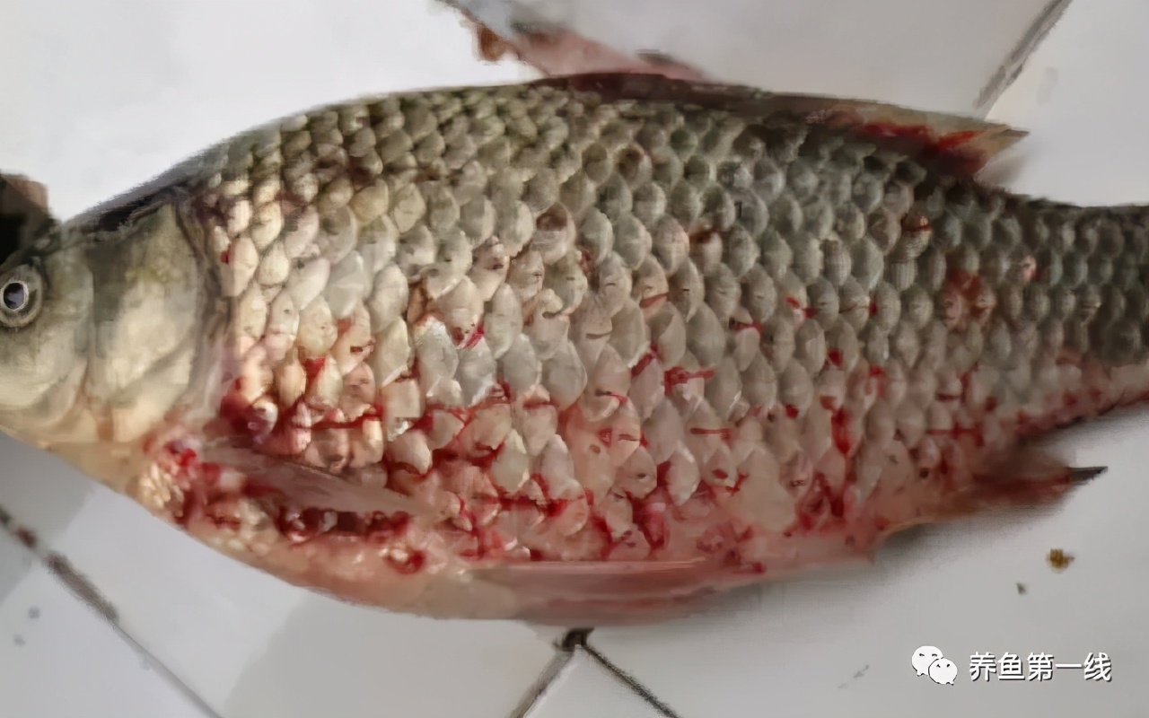 鱼身上有红斑用什么药治理,鱼身上有红斑怎么解决