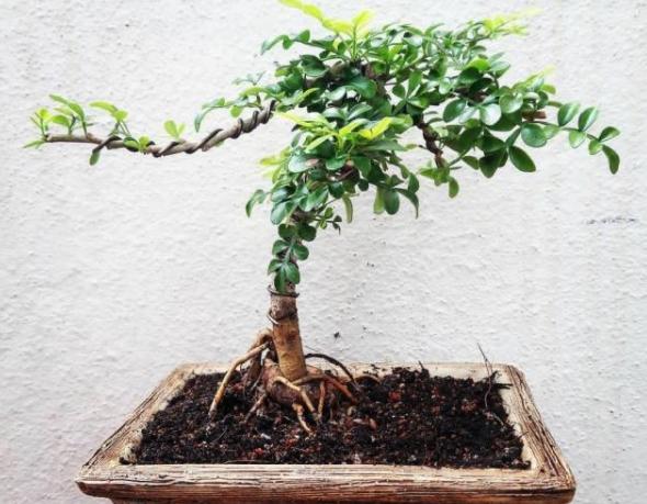 胡椒木盆景造型教程,胡椒木盆景种植技巧