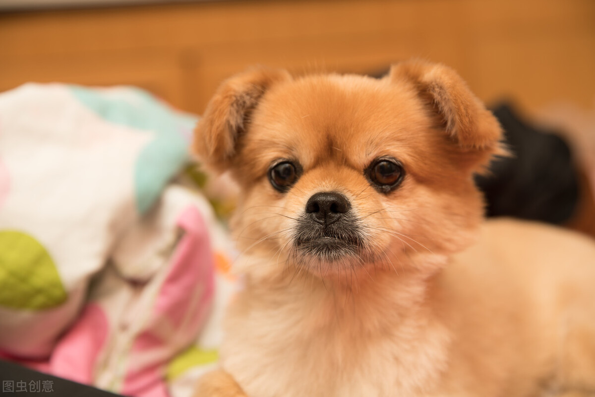 怎么喂狗狗吃药，喂狗狗吃药的3种有效方法