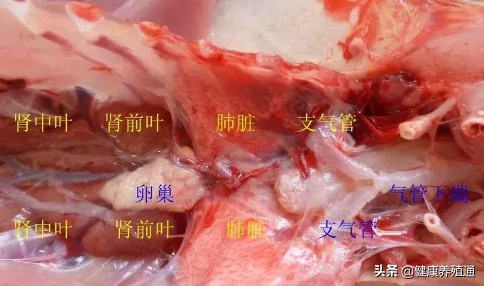 家禽疾病的常用诊断方式有哪些,家禽常见疾病及检测方法书籍