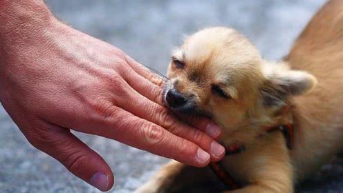 怎么制止狗狗咬别的狗,遇到狗狗咬人怎么办