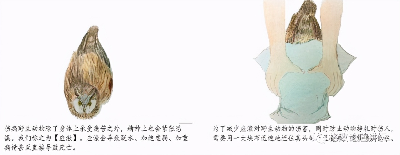 捡到只受伤的鸟怎么办,野外捡到受伤的小鸟