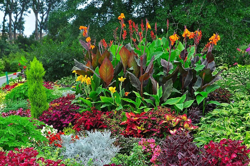 被低估的植物,被低估的水培花卉
