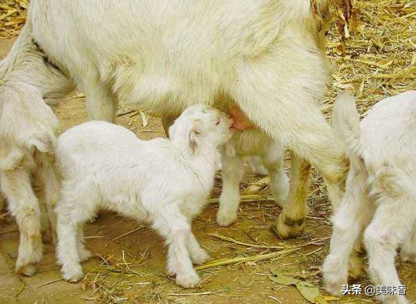 小羊生下来不动了怎么办,小羊突然瘫软无力站不起来