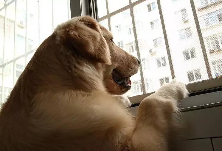 狗狗“发情”如何鉴定？这几点主人要知道