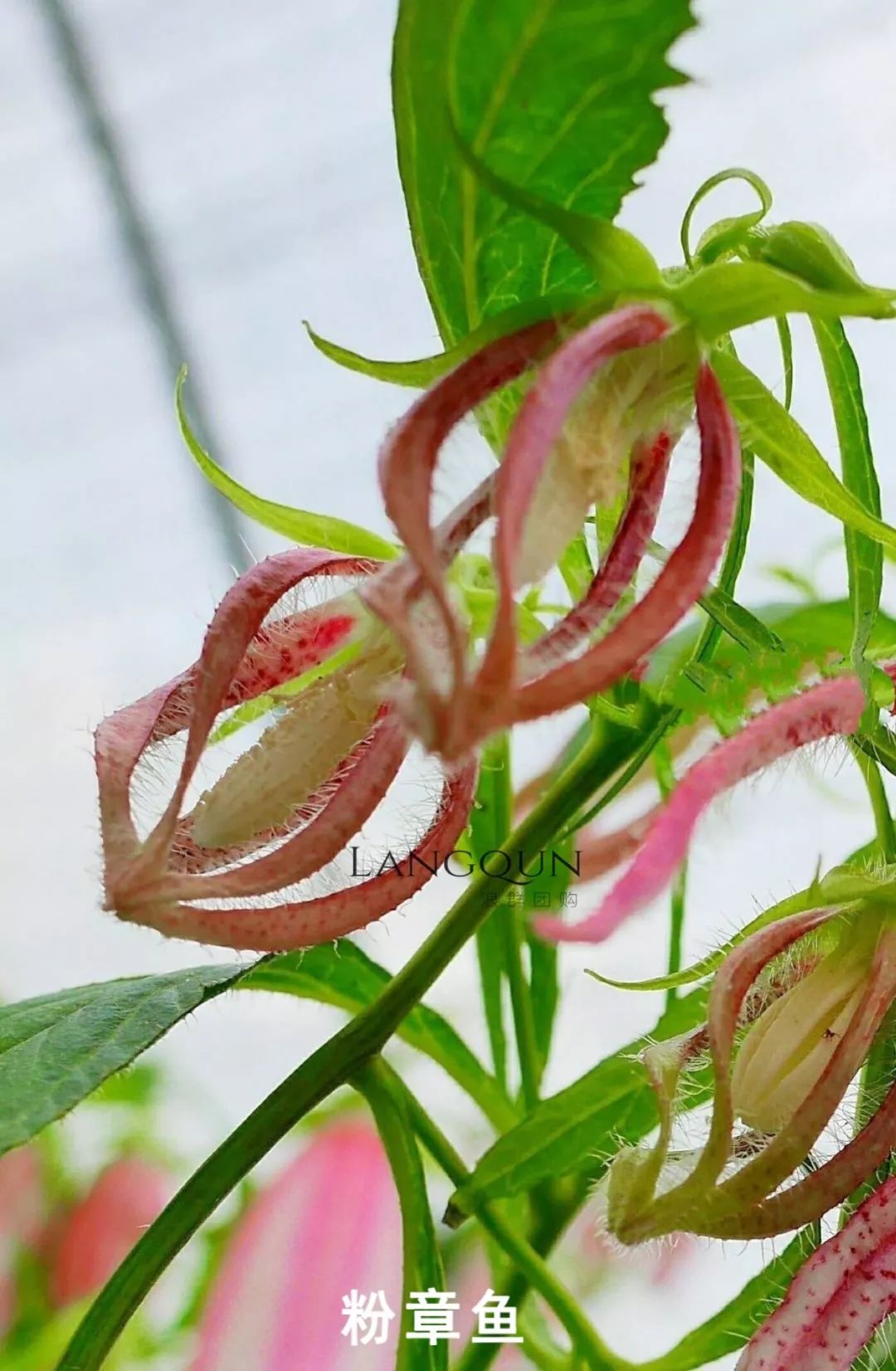 风铃草适合几月种,日本风铃耐寒温度是多少