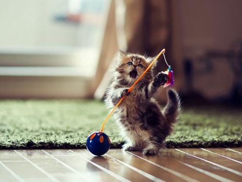 母猫咪发情要剃毛吗,猫咪发情时怎么剃毛