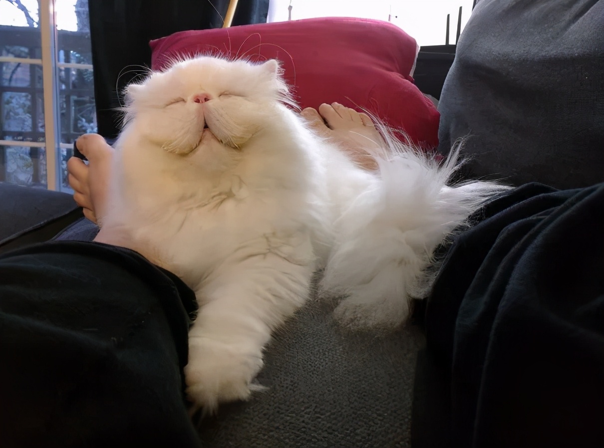 卡通猫咪微笑图片,微笑的猫咪表情包