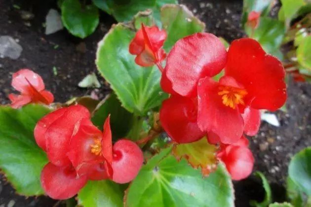 室内宜养的花海棠四季开花吗,四季海棠开花时候施什么肥料好