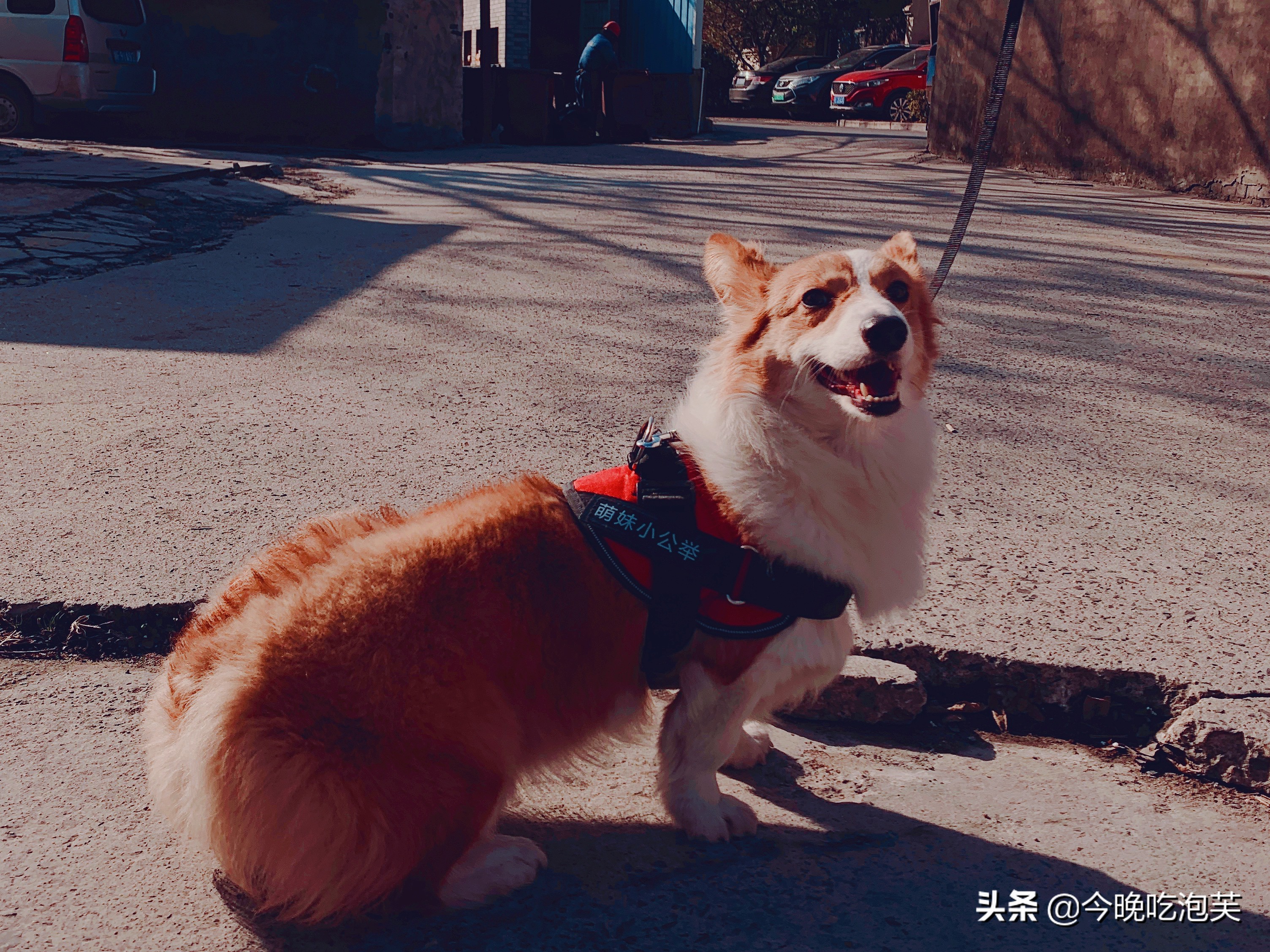 狗狗走丢了怎么快速找回来,狗狗走丢了如何快速找回