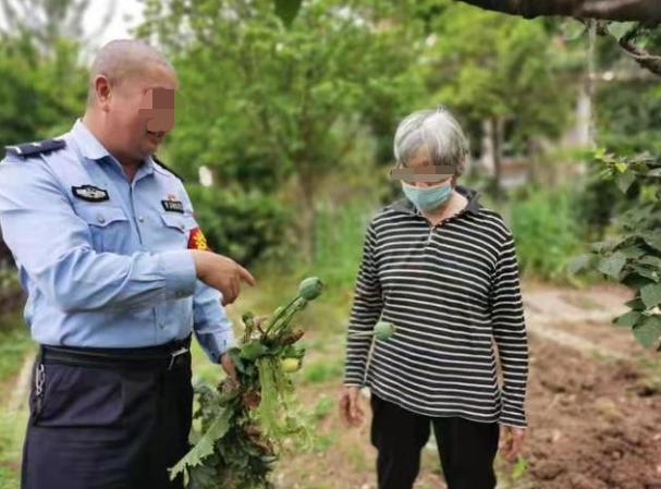 乡下老农如何种芋头南方,种植栗子技术要点有哪些