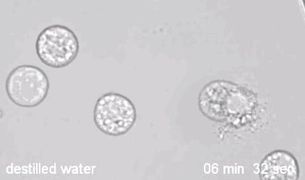 生物实验使用显微镜怎么用双眼看,生物显微镜人眼看到的图像