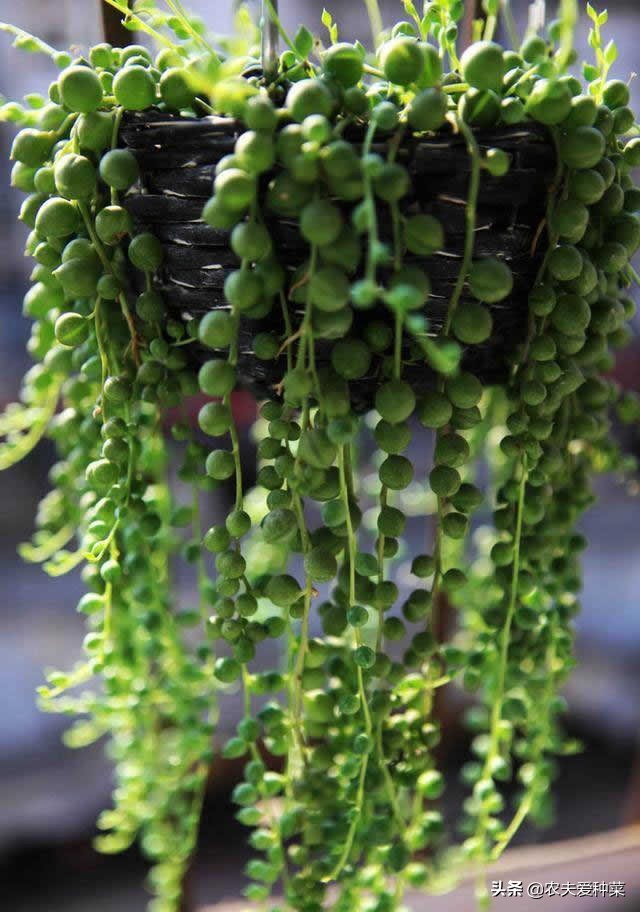 多肉佛珠简单养法,多肉佛珠怎么养才肥壮图片