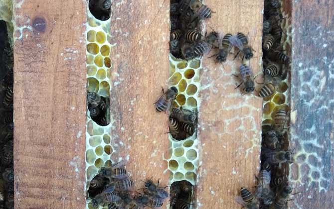 蜜蜂病害与敌害防治大全