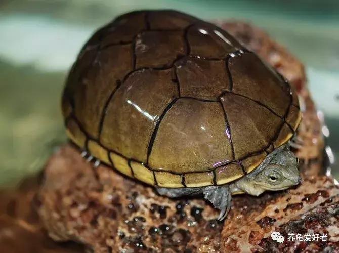 如果你不懂龟，看完之后会想要一只吗？