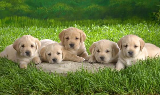 狗舌头有黑斑是不是很聪明,看狗舌头怎么分辨它的病症