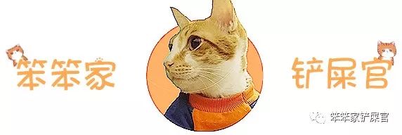 猫咪乱拉尿，打一顿解决不了问题：找出乱拉尿原因才是关键