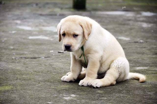 狗狗在夜里面突然狂叫是什么原因,狗狗晚上老是乱叫这两招帮你解决