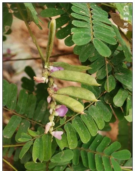 25种常见有毒的花草树木,警惕50种有毒植物