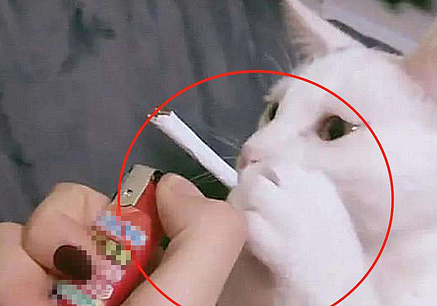 铲屎官用风油精对猫咪有什么影响,抽烟会不会导致猫咪得猫鼻支