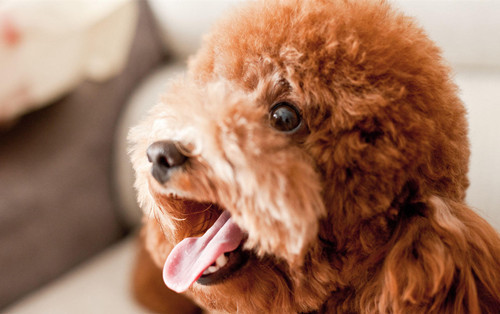 泰迪挑食不吃狗粮吃冻干肉零食,泰迪挑食不吃干狗粮怎么办
