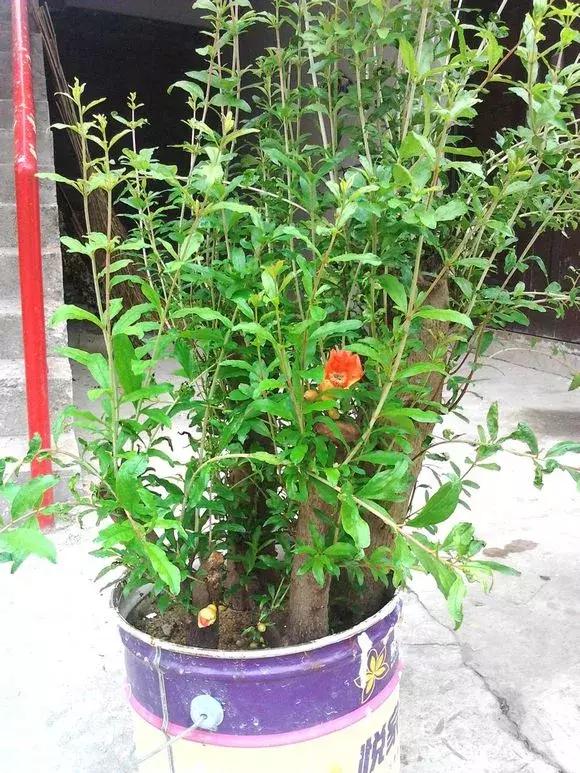 石榴树树干修剪视频,石榴树修剪枝条的方法