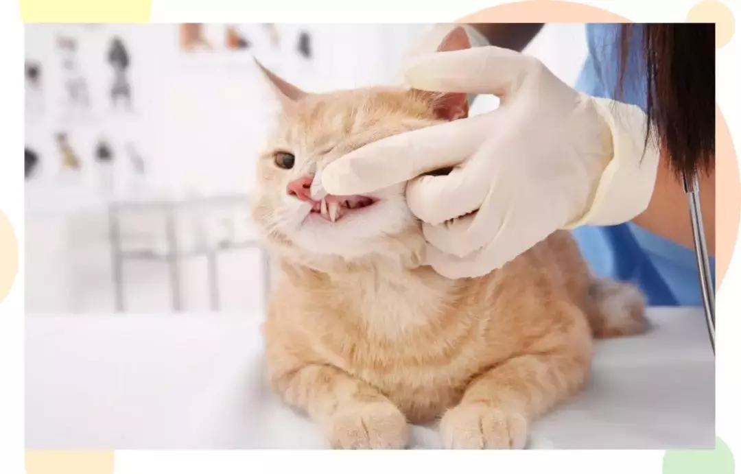 猫咪口臭去除神器,猫咪口炎