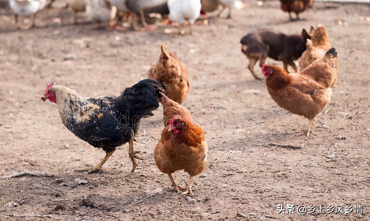 剪了母鸡的尾脂腺还不下蛋怎么办,母鸡不下蛋要剪尾脂腺吗