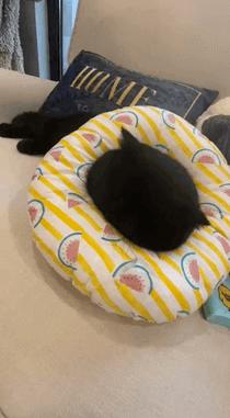 养黑猫出现的各种幻觉,养一只黑猫是什么体验