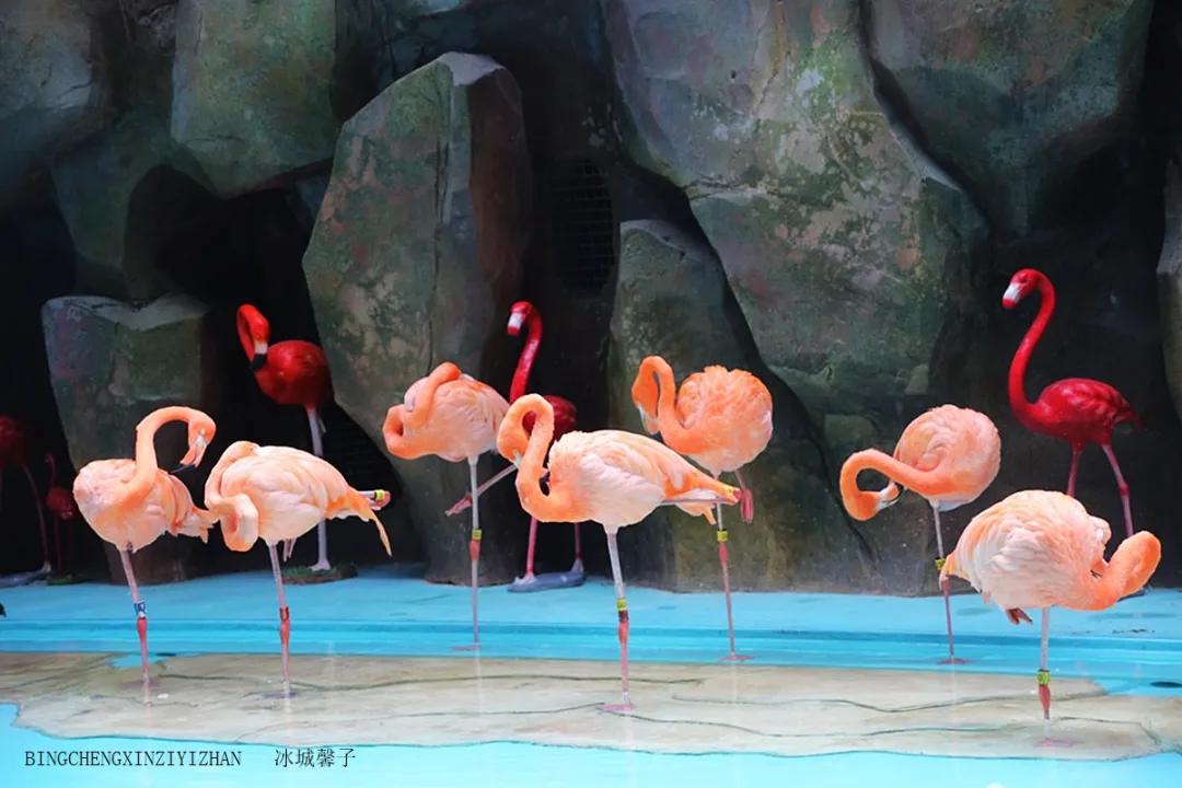 走进哈尔滨完整视频,走进哈尔滨海洋馆