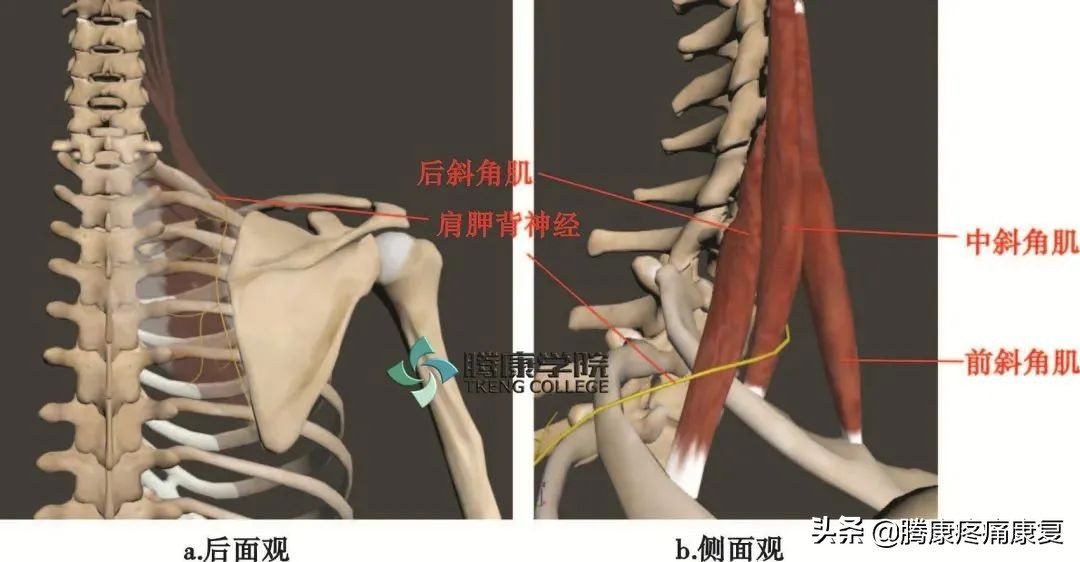 最全！脊神经系统汇总