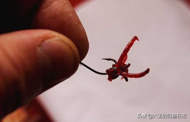 红虫活饵的危害有多大,红虫有毒吗钓鱼真的危险吗