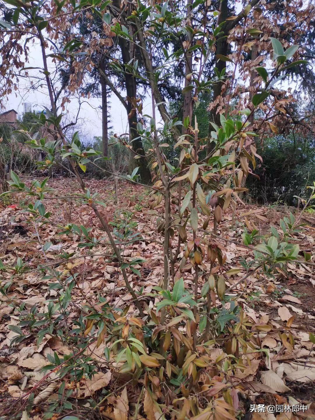 苗木冻伤了怎么补救,苗木受冷怎么补救