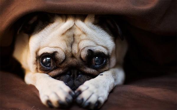 法斗犬和巴哥的区别,法斗和巴哥犬有什么关系