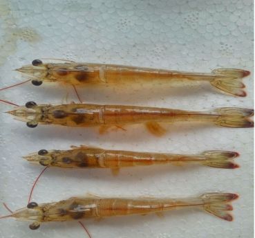 对虾养殖如何防控,对虾养殖风险期及关注事项