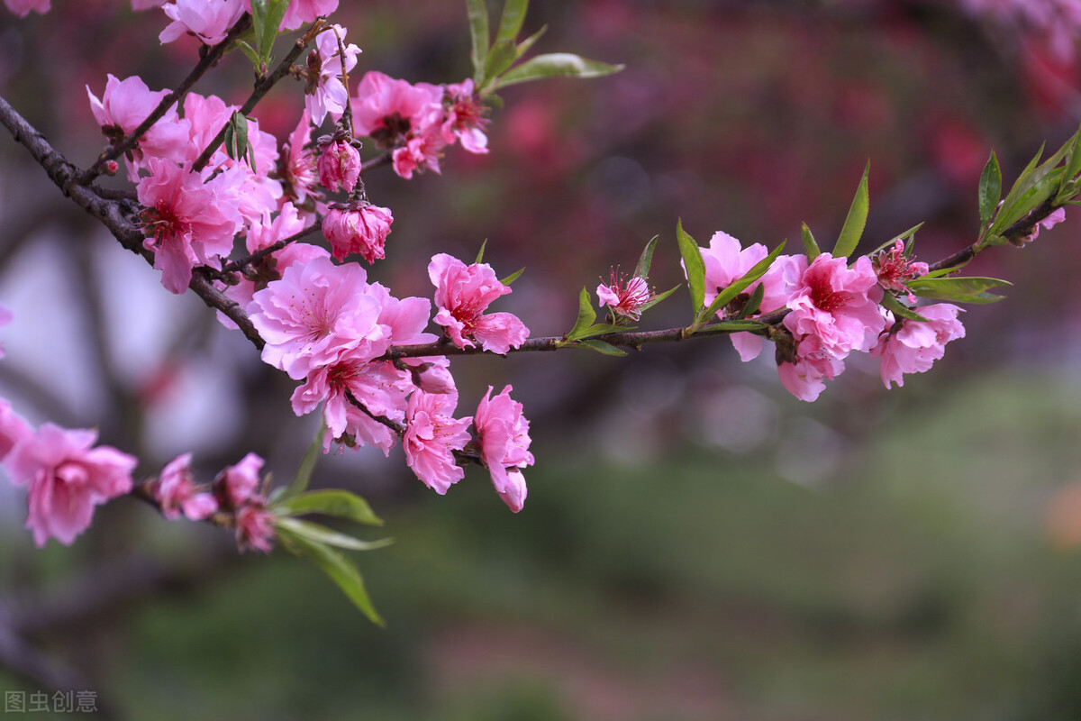 春风三月赏桃花,赞三月桃花诗