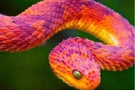 黑曼巴蛇毒蛇排行榜,毒性最大的黑曼巴蛇