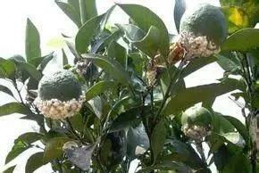 柑橘病虫害最新防治技术,柑橘病虫害详解视频教程