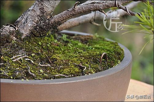 夏季盆景管理技巧,五根松盆景平常如何养护