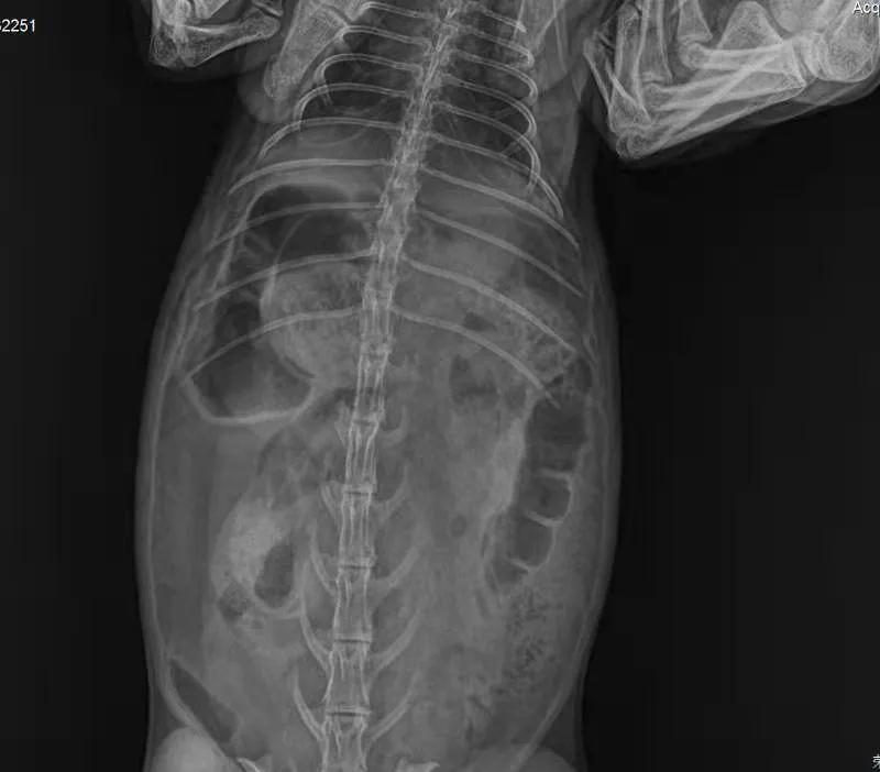 兔子积食胀气怎么办快速解决方法,兔子积食胀气用什么药