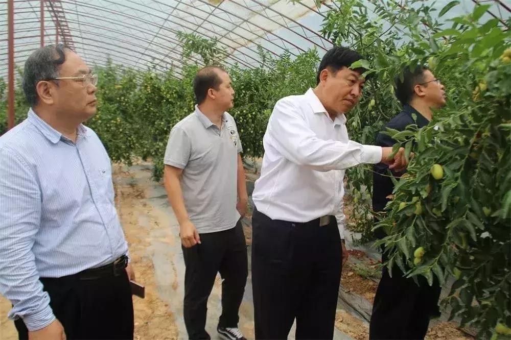 如何使红枣变得又大又红,延川红枣