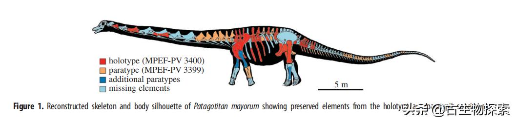 巴塔哥泰坦龙完整化石,巴塔哥泰坦龙进化史